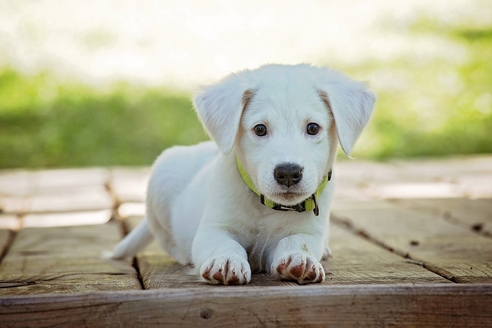 assurance animalière